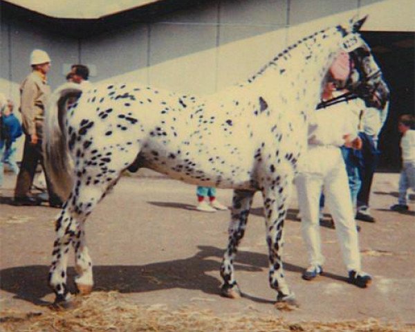 dressage horse Benjamin (Knabstrupper, 1981, from Sonny af Højmark)