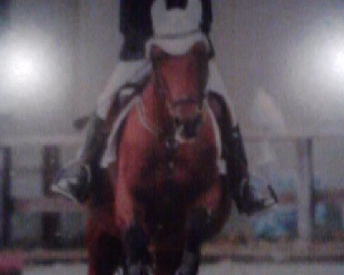 broodmare My Sunshine (German Riding Pony, 1993, from Mentos)