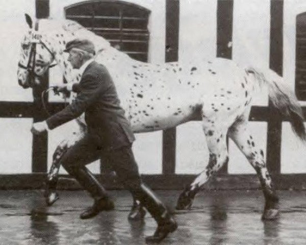 stallion Asferg Plet (Knabstrupper, 1961, from Hugin 13)