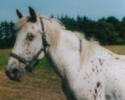 Zuchtstute Fundernørhedes Cheri (Knabstrupper, 1984, von Thunder Cloud)