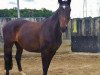 broodmare Santana S (Hanoverian, 1996, from Sherlock Holmes)