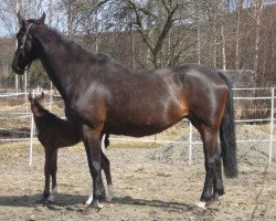 broodmare Cortina (Hanoverian, 1994, from Contender)