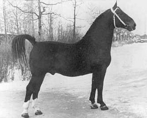 stallion Folkert (Oldenburg, 1944, from Freigraf 3676)
