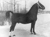 stallion Folkert (Oldenburg, 1944, from Freigraf 3676)