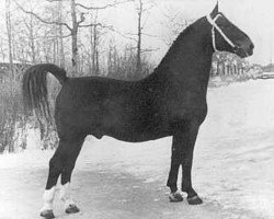 stallion Folkert 3864 (Oldenburg, 1944, from Freigraf 3676)