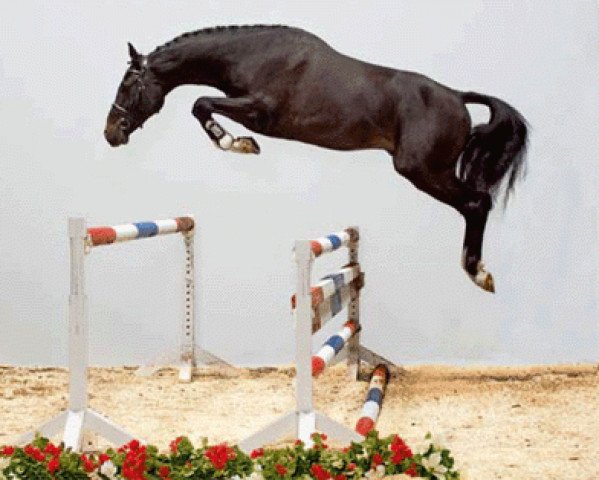 stallion Connor 48 (Holsteiner, 2006, from Casall Ask)