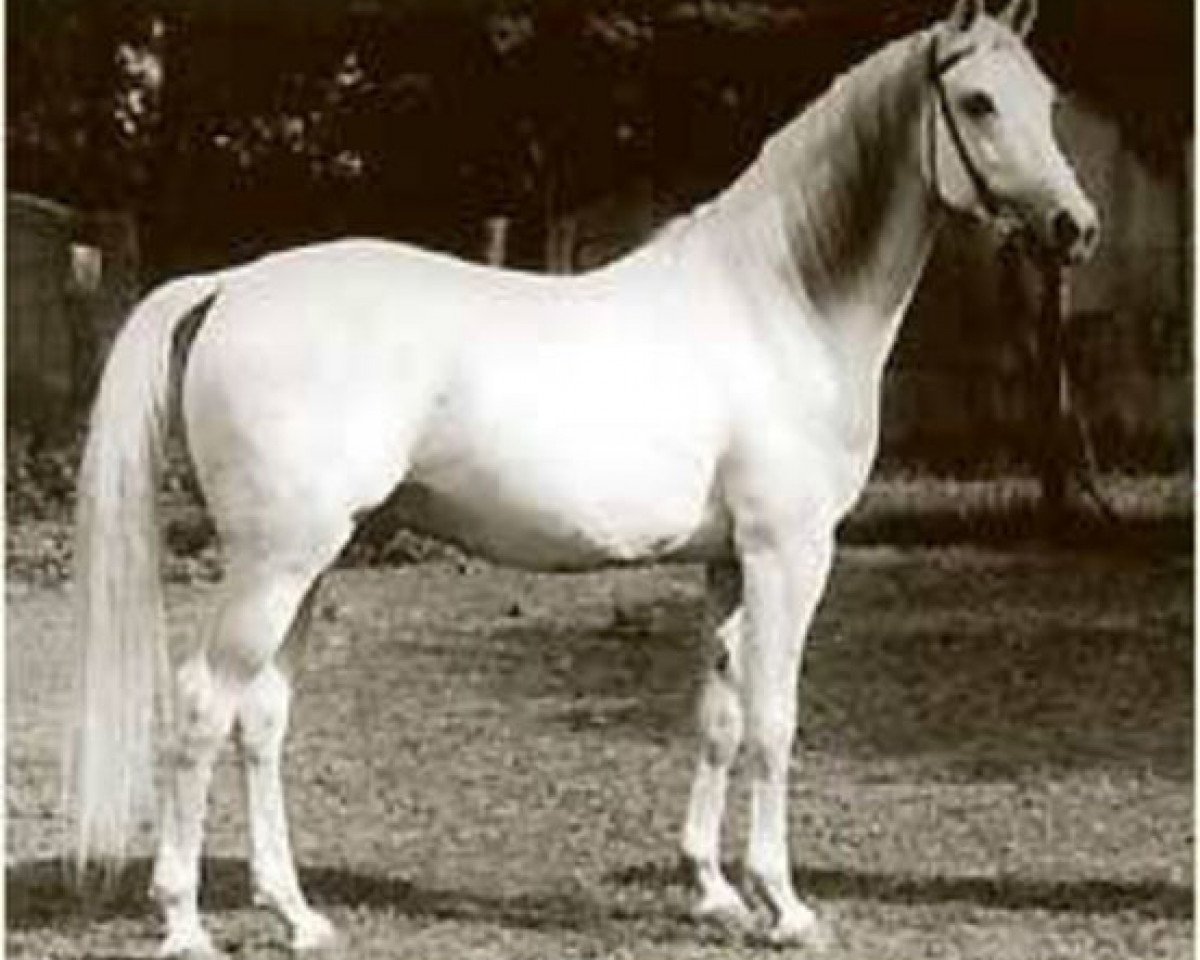 stallion Galdos ben Mors 1977 ox (Arabian purebred, 1977, from Mors ox 2678 (1966))