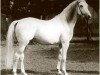 stallion Galdos ben Mors 1977 ox (Arabian thoroughbred, 1977, from Mors 1966 ox)