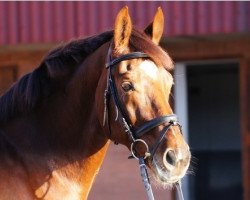 Springpferd Don del Rey (Hessisches Warmblut, 1999, von Dartagnan)