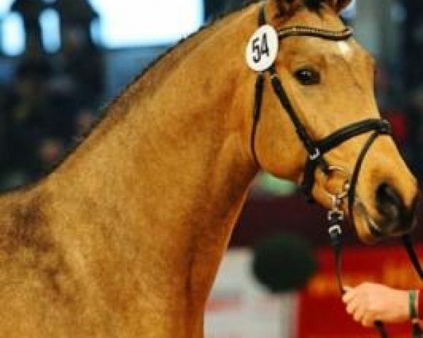 Deckhengst Cole Porter (Deutsches Sportpferd, 2011, von Champion de Cord)