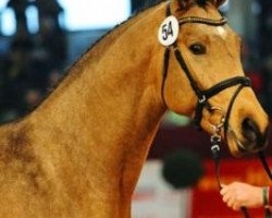 stallion Cole Porter (German Sport Horse, 2011, from Champion de Cord)