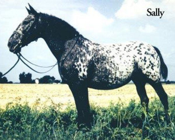 broodmare Sally Mellergard (Knabstrupper, 1981, from Poco Mejor Af Silver)