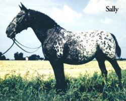 broodmare Sally Mellergard (Knabstrupper, 1981, from Poco Mejor Af Silver)