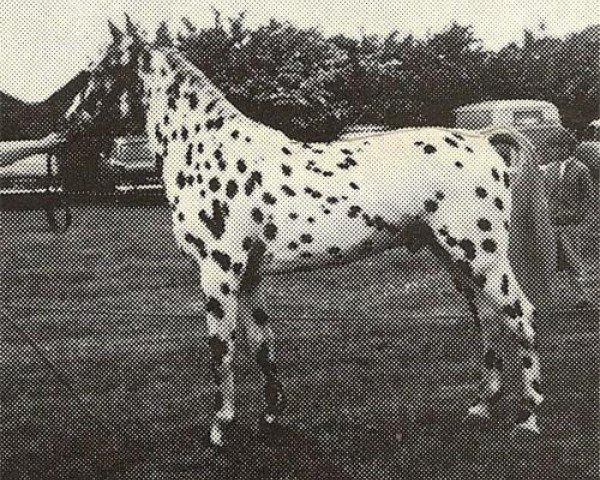stallion Elegant (Knabstrupper, 1968, from Mustafa)