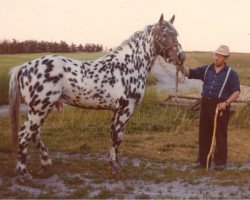 Deckhengst Stjerneprinsen Af Vejrup (Knabstrupper, 1973, von Elegant)