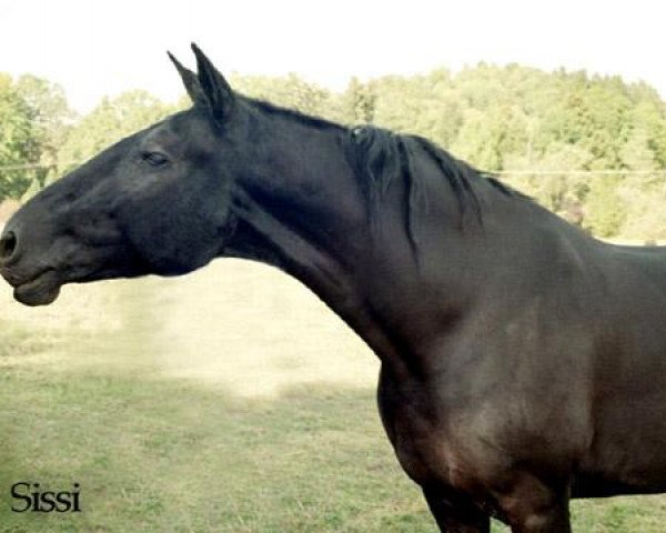 broodmare Sissi af Asgard (Knabstrupper, 1995, from Stjerneprinsen Af Vejrup)