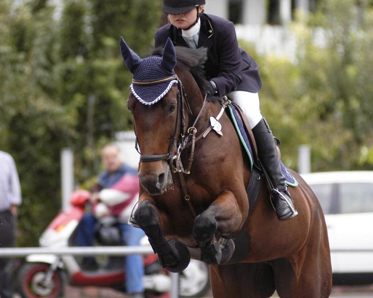 horse Cassina 9 (Oldenburg, 1995, from Cordalme Z)