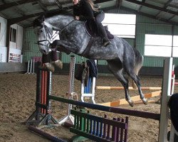 jumper Quite Good (German Sport Horse, 2010, from Quintender 2)