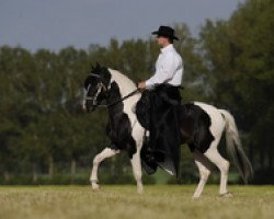 Pferd Kapoho del Cardo (Paso Fino, 2006, von Spureco)