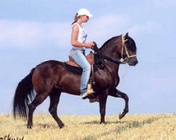 Pferd Ensueno de Classico (Paso Fino, 2001, von Profeta de Besilu)