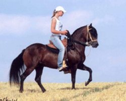 horse Ensueno de Classico (Paso Fino, 2001, from Profeta de Besilu)