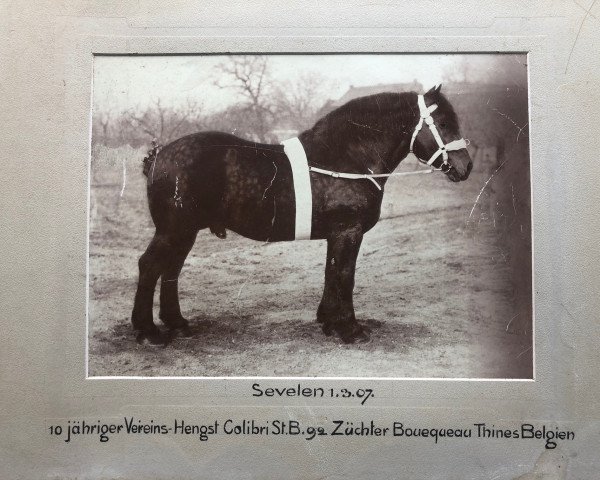 stallion Colibri RS 92 (Brabant/Belgian draft horse, 1896)