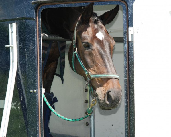 horse Casandra 37 (Latvian Warmblood, 1997, from Calando IV)