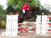 dressage horse Cara mia 7 (Hanoverian, 1997, from Cordoba)