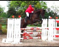 dressage horse Cara mia 7 (Hanoverian, 1997, from Cordoba)