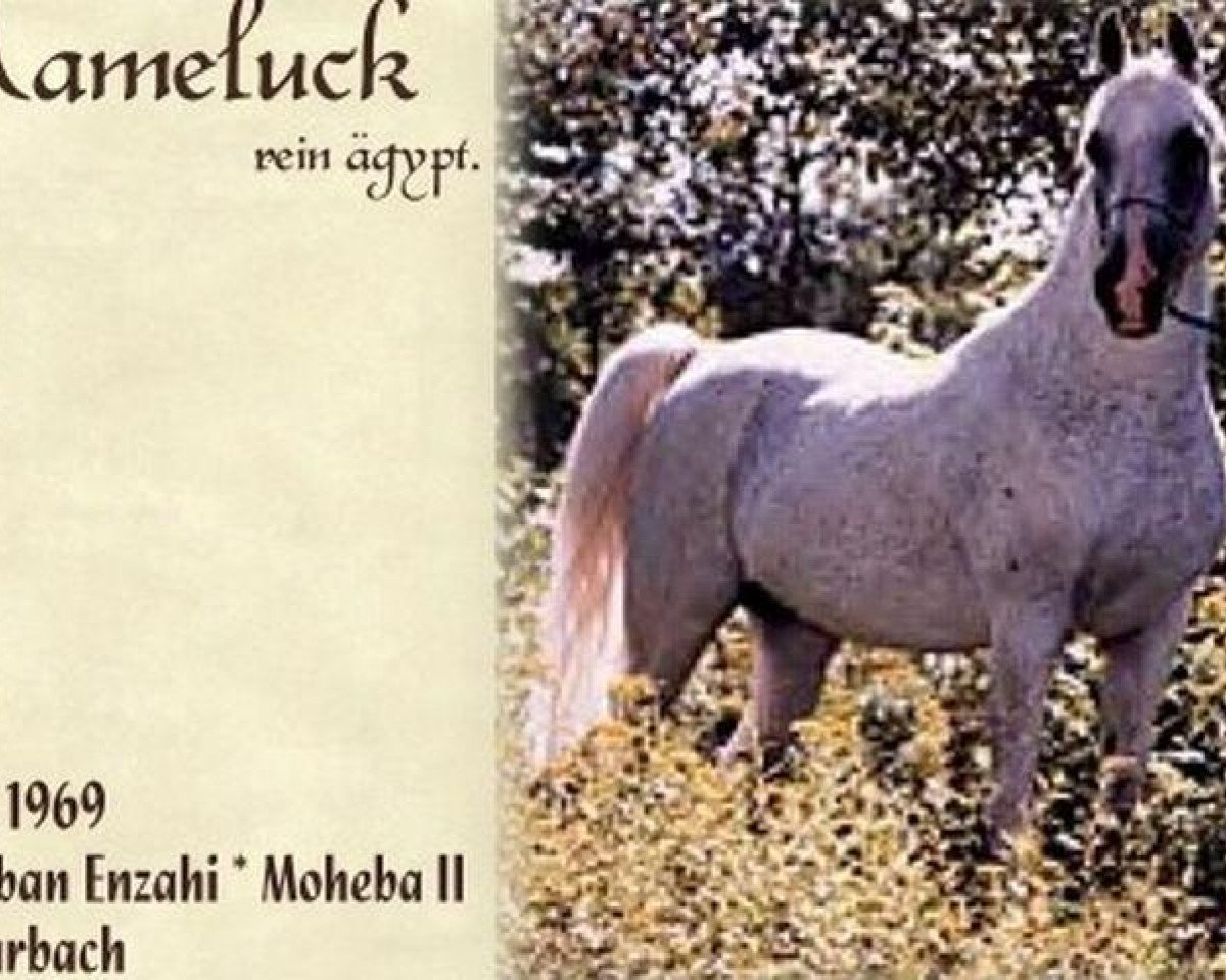 stallion Mameluck 1969 EAO (Arabian purebred, 1969, from Hadban Enzahi 1952 EAO)