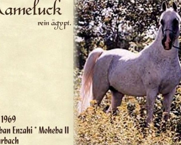 stallion Mameluck 1969 EAO (Arabian thoroughbred, 1969, from Hadban Enzahi 1952 EAO)