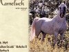 stallion Mameluck 1969 EAO (Arabian thoroughbred, 1969, from Hadban Enzahi 1952 EAO)