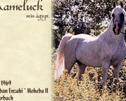 Deckhengst Mameluck 1969 EAO (Vollblutaraber, 1969, von Hadban Enzahi 1952 EAO)