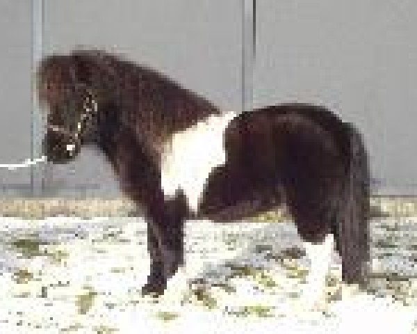 horse Littlegrie Bob (Shetland pony (under 87 cm), 2006, from Hermits Bandit)