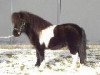 Pferd Littlegrie Bob (Shetland Pony (unter 87 cm), 2006, von Hermits Bandit)