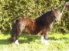 horse Balmedie Alfred (Shetland pony (under 87 cm), 2004, from Tawna Cousin Jack)