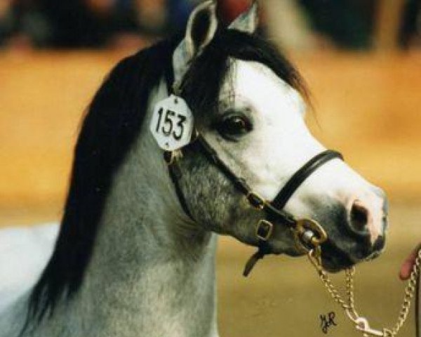 stallion Double P's Ballistite (Welsh mountain pony (SEK.A), 1996, from Double 'P' s Murdock)