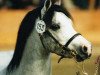 stallion Double P's Ballistite (Welsh mountain pony (SEK.A), 1996, from Double 'P' s Murdock)