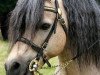 stallion Riedeland's Nevado (Welsh mountain pony (SEK.A), 1992, from Twyford Nightcap)