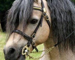 stallion Riedeland's Nevado (Welsh mountain pony (SEK.A), 1992, from Twyford Nightcap)