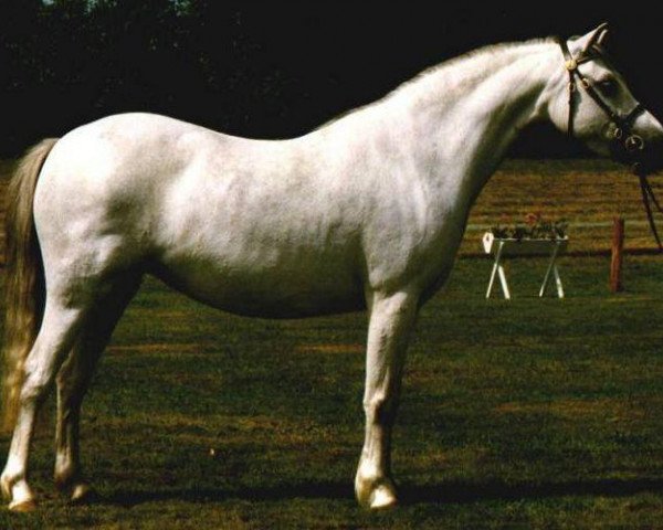 Deckhengst Riedeland's Orpheus (Welsh Mountain Pony (Sek.A), 2001, von Coed Coch Olfyr)