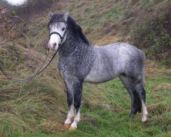 horse Three-B Tybreak (Welsh mountain pony (SEK.A), 2003, from Nantdywyll Tywysog)