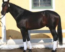 stallion Renegade's Return (Austrian Warmblood, 2001, from Rio Negro)