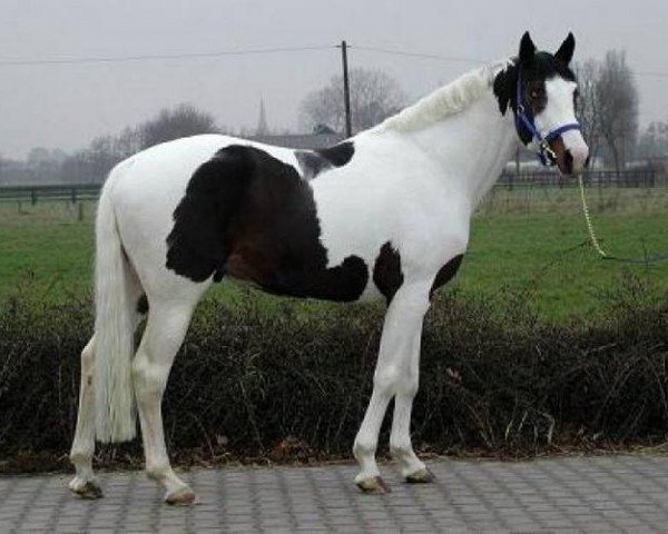 stallion Marvyn Star (Trakehner, 1998, from Legato)
