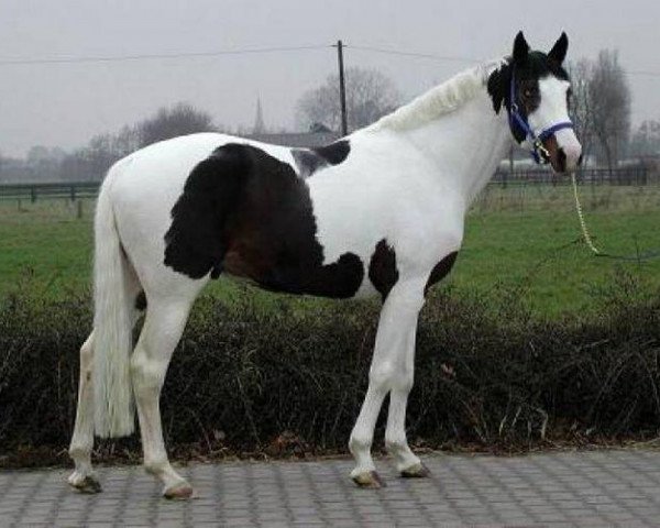 Deckhengst Marvyn Star (Trakehner, 1998, von Legato)