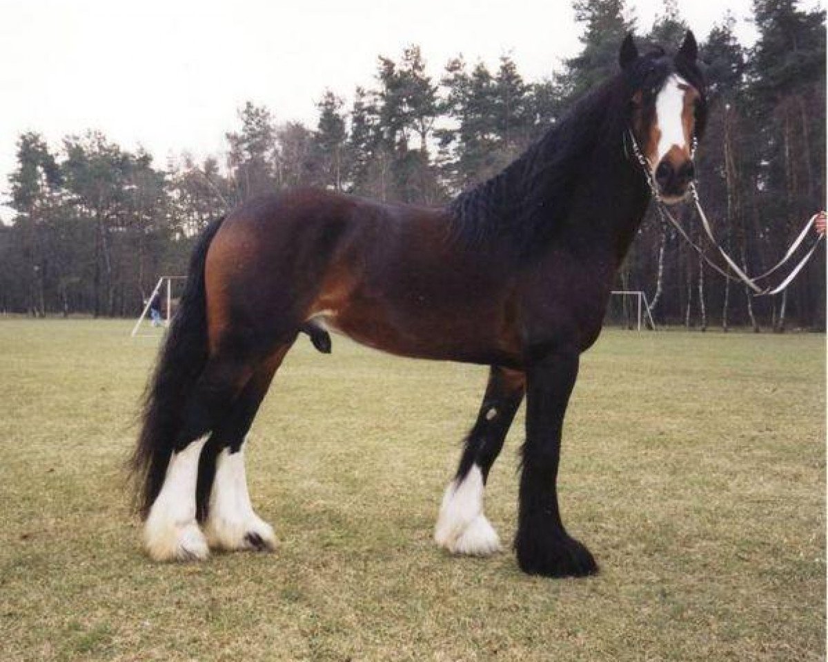 horse Champ Ivo (Tinker / Irish Cob / Gypsy Vanner, 2000, from Candiman)