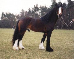 horse Champ Ivo (Tinker / Irish Cob / Gypsy Vanner, 2000, from Candiman)