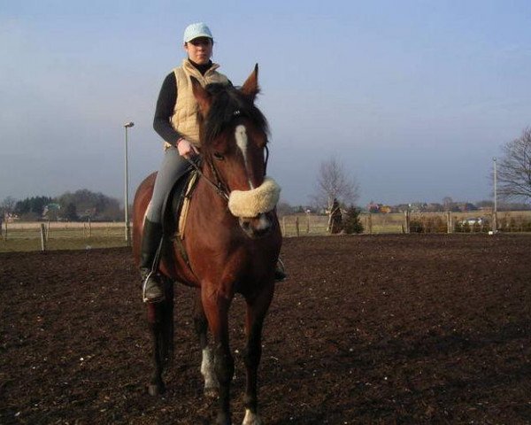 Pferd Golden Bullet (Deutscher Traber, 2000, von Kramer Boy (SE))