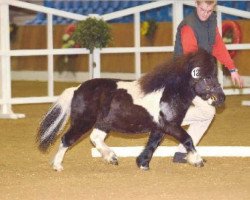 stallion Rigoletto vom Ellernbrook (Shetland pony (under 87 cm), 1999, from Rembrandt)