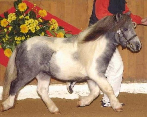 dressage horse Van Gogh vom Ellernbrook (Shetland pony (under 87 cm), 2000, from Viking of Brindister)